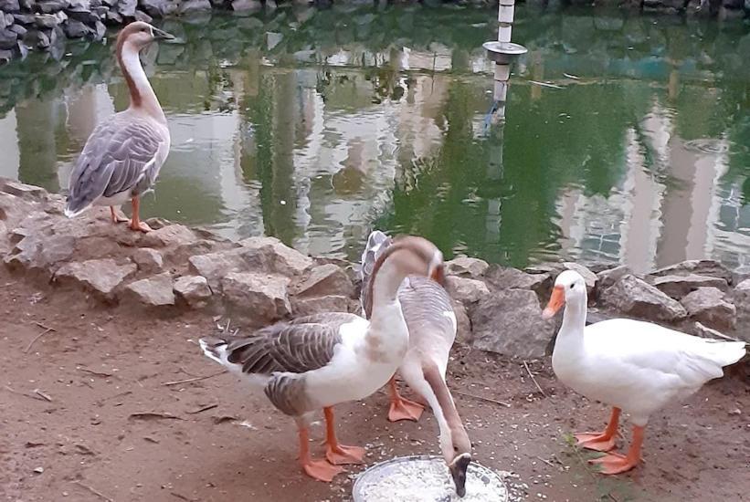 Wekare Sea Sight Service Apartments Puri Zewnętrze zdjęcie
